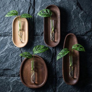 Pu&ograve; includere: Quattro fioriere da parete in legno, ciascuna con una forma ovale o rotonda diversa, contengono una provetta di vetro con una talea di pianta verde. I toni del legno variano dal marrone chiaro allo scuro.