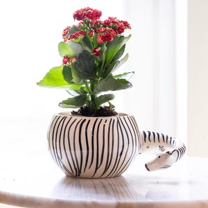 May include: A round ceramic planter featuring a black and white zebra stripe pattern with a sculpted zebra head handle. The planter contains a small flowering plant with dark green leaves and clusters of small, vibrant red blossoms.
