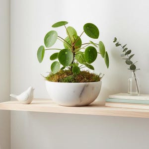 May include: A Pilea peperomioides plant with round, green leaves in a white marble bowl. The bowl sits on a light wood shelf, next to a small white ceramic bird and a glass vase with eucalyptus sprigs. The plant's leaves are a vibrant green.