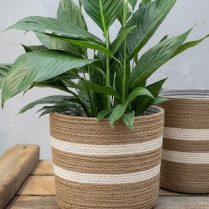 May include: A vibrant green plant with broad leaves and white blooms is housed in a cylindrical planter. The planter is crafted from woven brown rope, featuring two horizontal white stripes. Another similar planter is in the background.