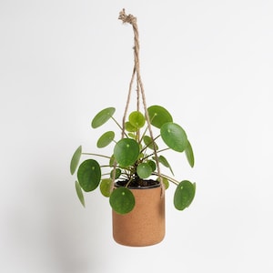 May include: A Pilea peperomioides plant with round, dark green leaves potted in a cylindrical, light brown cork planter. The planter is suspended by a thick, natural-coloured jute rope that is knotted at the top for hanging display purposes.