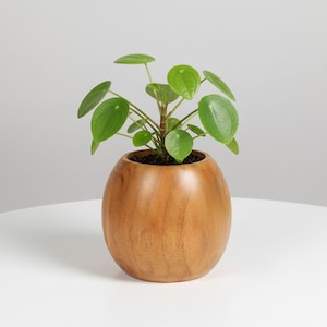 May include: A small Pilea peperomioides plant with round, bright green leaves growing in a smooth, spherical wooden planter. The planter features a natural light brown wood grain finish and a wide, rounded body that tapers slightly at the top opening.