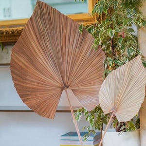 Natural Dried Palm Leaf Fronds – Large Flat Style Home Decor 56 x 127cm image 1