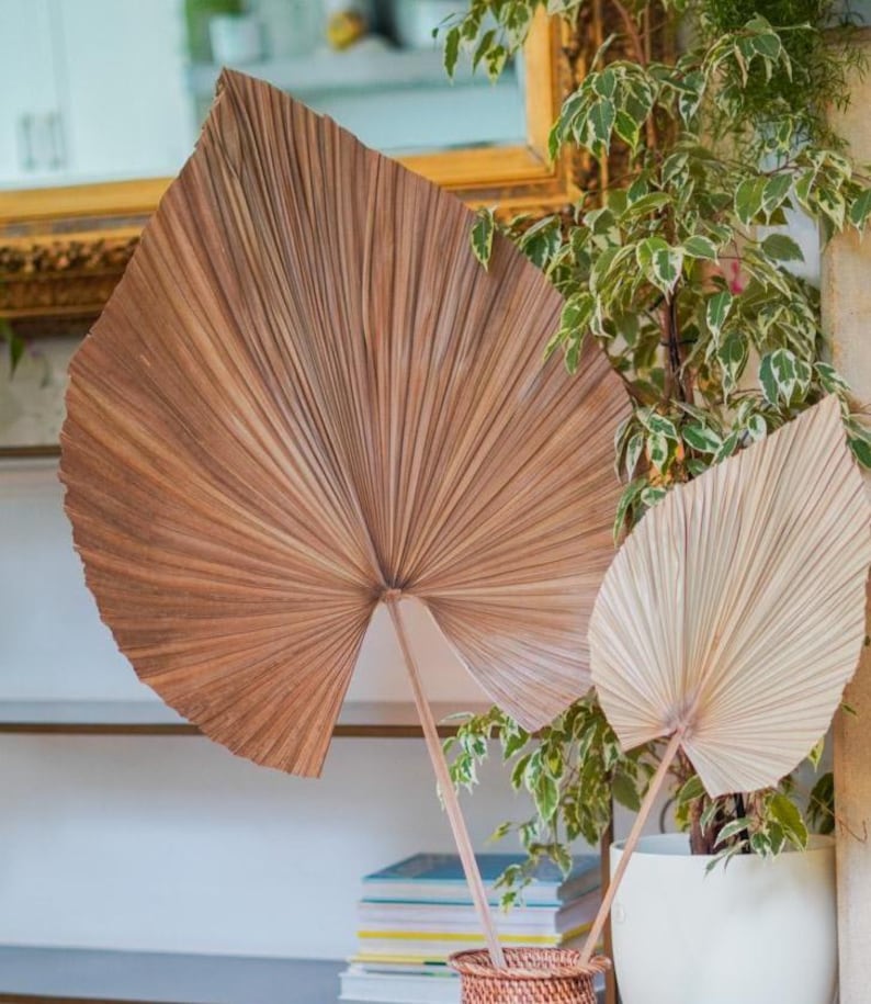 Natural Dried Palm Leaf Fronds – Large Flat Style Home Decor 56 x 127cm image 1