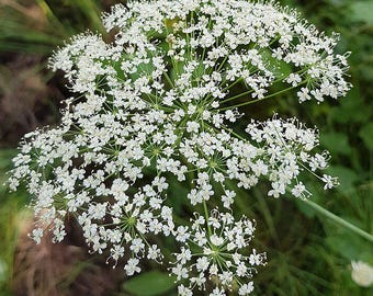 May include: A detailed view of a white flowering plant with many tiny flowers grouped closely. The plant is set against a backdrop of green leaves and grass, suggesting a natural environment. The flowers are fully open, displaying their intricate design.