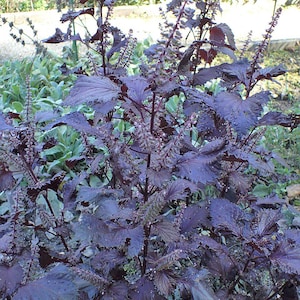 Perilla frutescens &#39;Crispa&#39; Samen - Rote Shiso Zierpflanzen Jährliche Kraut Pflanzen