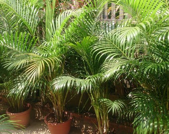 Areca fjärilspalm frön - Dypsis Lutescens frön - Gul sockerrör vintergröna inomhus prydnadsväxter, icke-GMO frön