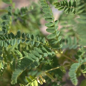 Astragalus membranaceus Seeds - Huang Qi Organic Chinese Milk Vetch Root Herb Pollinator Perennial Garden Drought Tolerant