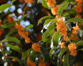 Süßer Oliven Samen - Osmanthus fragrans Samen - Duftende Tee Olive Süßer Osmanthus - Immergrüner Blütenstrauch - Samen ohne GVO