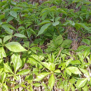 Op de afbeelding: Een close-up van weelderige groene bladeren, mogelijk een soort klimplant of bodembedekker. De bladeren zijn heldergroen van kleur en hebben een meervoudige vorm. De afbeelding is goed belicht en benadrukt de textuur en details van het gebladerte.