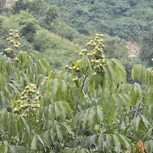 May include: A lush green tree with clusters of small, round, green fruits. The tree has long, pointed green leaves and is set against a backdrop of a green, hilly landscape. The image captures the natural beauty of the tree and its surroundings.