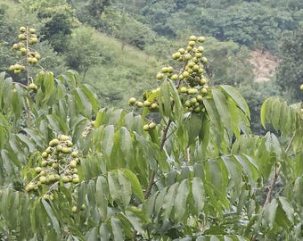 Soapnut Tree Seeds - Sapindus mukorossi Seeds - Natural Soap Berry, Washnut Detergent Eco-Friendly Shade Tree - Non-GMO Seeds