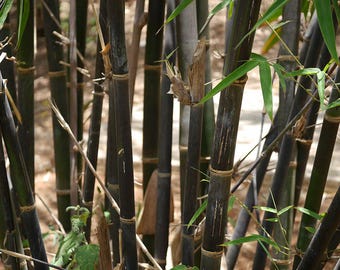 Schwarzer Bambus Phyllostachys nigra - Moso schwarz 25 Samen - Samen -  Etsy.de