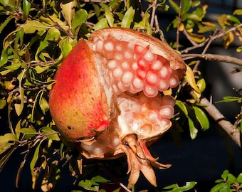 Puede incluir: Una granada madura, parcialmente abierta, que revela numerosas semillas rosas y blancas. La piel de la fruta es una mezcla de rojo y amarillo, con una cáscara marrón y texturizada. Hojas y ramas verdes rodean la fruta.