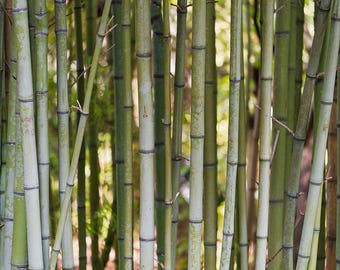 Moso Bambus (Phyllostachys Edulis) Samen - Etsy sterreich
