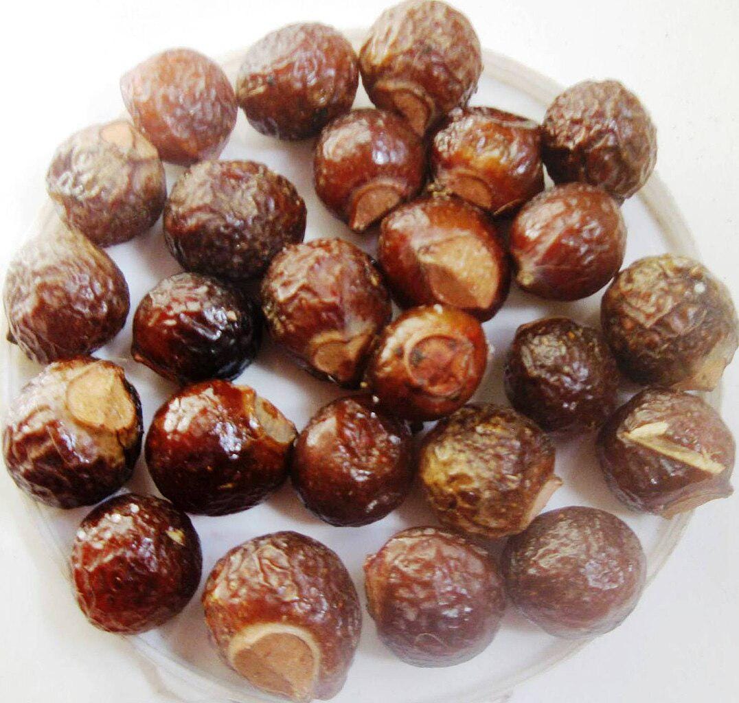 Reetha Tree Images Sapindus Mukorossi Seeds - Indian Soapberry Soapnut Tree Reetha Organic ...