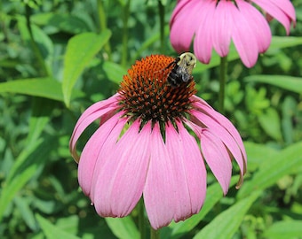 Semillas de equinácea púrpura - Semillas de Echinacea purpurea - Hierba de equinácea, planta perenne polinizadora, flor para jardín de mariposas - Semillas no transgénicas