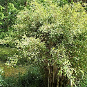 Live Plants Fargesia Bamboo - Etsy