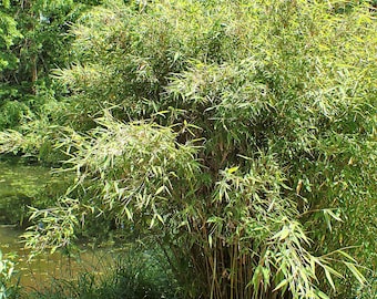 Umbrella Bamboo Seeds - Fargesia spathacea 'Franch' Seeds - Clumping Non-Invasive Blue Fountain Privacy Screen Shade Garden - Non-GMO Seeds