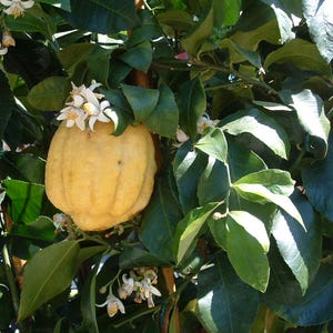 Könnte beinhalten: Nahaufnahme einer Zitronatzitrone, einer großen, gelben Zitrusfrucht, die an einem Ast hängt. Die Frucht ist von grünen Blättern und weißen Blüten umgeben. Die Zitronatzitrone hat eine holprige Textur.