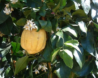 Citron Seeds - Citrus Medica Seeds - Etrog Fragrant Fruit Tree, Rare Evergreen Ornamental Flowering Tree - Non-GMO Seeds for Planting