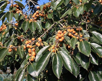 Puede incluir: Primer plano de una rama de árbol cargada de pequeños frutos redondos y anaranjados. Las frutas están agrupadas, contrastando con las grandes hojas verdes oscuras y brillantes. La imagen está tomada con luz natural, con cielo azul claro visible.