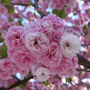 Pode incluir: Close-up de um aglomerado de flores de cerejeira rosa com uma única flor branca. As flores estão em plena floração, com múltiplas camadas de pétalas. O fundo está desfocado com mais flores rosa e céu azul.