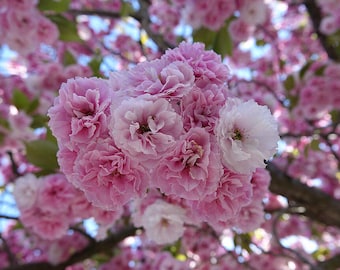 Japanese Cherry Blossom Tree Seeds - Prunus serrulata Seeds - Sakura Ornamental Tree Non-GMO Planting Seeds