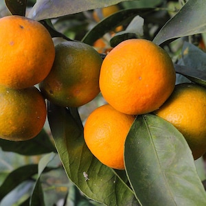 Könnte beinhalten: Nahaufnahme von reifen Orangen an einem Ast. Die Orangen sind leuchtend orange, einige weisen grüne Farbtöne auf. Die Blätter sind tiefgrün und erzeugen eine natürliche, frische Szene.