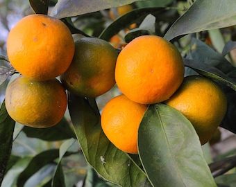 May include: Close-up of a branch laden with ripe oranges. The oranges are a vibrant orange color, with some showing hints of green. Dark green leaves surround the fruit, creating a natural, fresh scene.