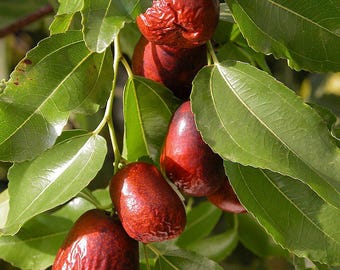 Semillas de azufaifo - Semillas de Ziziphus jujuba - Dátil chino, fruto dulce, tolerante a la sequía, árbol ornamental de hoja caduca de dátil rojo - Semillas no transgénicas
