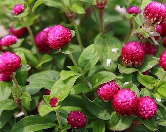 Kugelamaranth-Samen - Gomphrena globosa-Samen - Kleeartige Blume, immerwährende Blumen für getrocknetes Kunsthandwerk, einjährige Bestäuber - Non-GMO-Samen