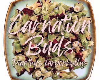 Carnation Buds - Dianthus caryophyllus - Organic Dried Flowers