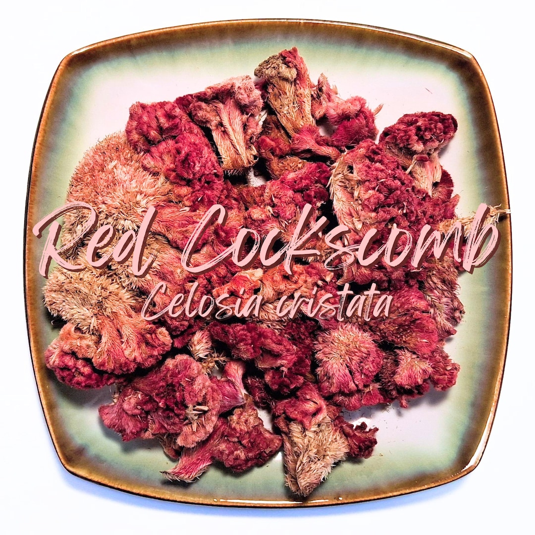 Dried Red Cockscomb Flowers - Organic Bulk Herb - Celosia Cristata ...