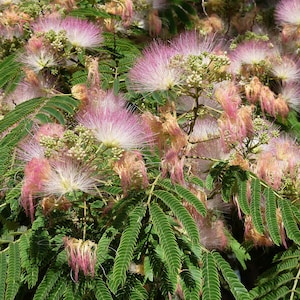 Könnte beinhalten: Nahaufnahme eines Mimosenbaums mit leuchtend rosa, flauschigen Blüten und gefiederten grünen Blättern. Die Blüten haben ein zartes, federartiges Aussehen mit einer Mischung aus Rosa- und Weißtönen.