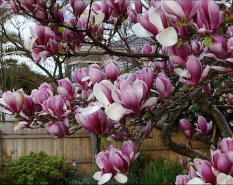 Purple Lily Magnolia Seeds - Magnolia Lilliflora 'Nigra' Seeds - Tulp Magnolia Sierbloeiende boom - Bladverliezende struik, genetisch gemodificeerde zaden