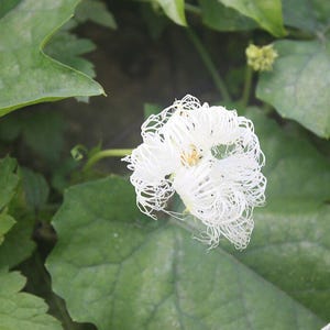 May include: A close-up of a white flower with delicate, thread-like petals. The flower is surrounded by large, green leaves. The flower's center has a yellow hue. The image is well-lit, highlighting the intricate details of the flower.