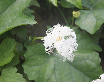 Snake Gourd Seeds - Trichosanthes kirilowii Seeds - Chinese Cucumber Gua Lou Vine Night Blooming - Non-GMO Seeds for Planting