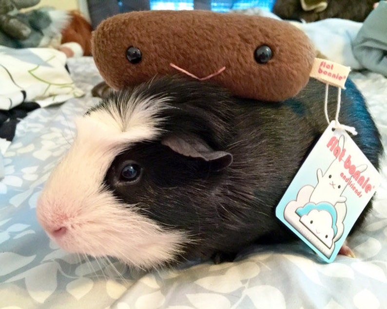 Guinea Pig poop plush, Stuffed animal poo plushie, Kawaii Guinea Pig fleece piggy poo, Cute cavy poop, Handmade boy girl gift, Flat Bonnie image 2