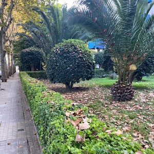Op de afbeelding: Een trottoir met bomen en een lage haag. Palmbomen en andere groene planten zijn op de achtergrond te zien. De haag is groen met gevallen bladeren erop. De stoep is gemaakt van grijze straatstenen.