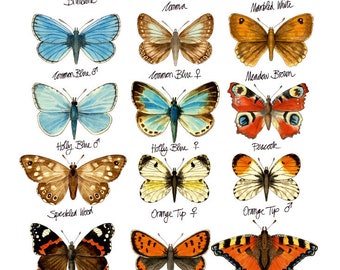 some common British butterflies