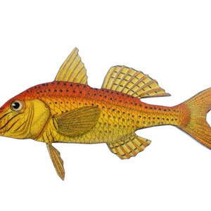 以下が含まれることがあります： 長く薄い体と大きな丸い目をした、赤と黄色の魚の詳しいイラスト。魚は鱗とひれの独特な模様をしています。