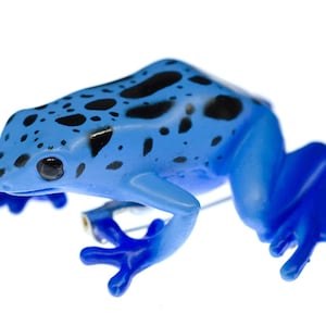 Poisoned Frog Miniblings Brooch Pin Badge Button Rainforest Blue