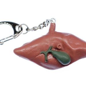 Liver Key Ring Chain Miniblings Kids Children Organ Human Anatomy Medicine