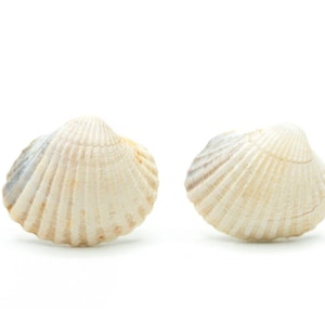Könnte beinhalten: Zwei cremeweiße Muscheln mit gerippten Texturen werden vor einem weißen Hintergrund gezeigt. Die Muscheln haben eine abgerundete Form mit leichter Asymmetrie und weisen subtile Farbvariationen mit Andeutungen von Beige und Grau auf.