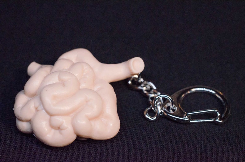 Digestive Key Ring Small Intestine Key Ring Chain Miniblings Kids Children Organ Gut ...