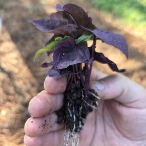 May include: A small basil plant with deep purple leaves and visible roots. The plant is held in a hand, showcasing the root system and the vibrant color of the leaves. The leaves have a slightly ruffled texture.