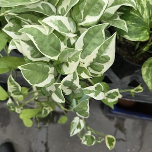 May include: A trailing houseplant featuring heart-shaped leaves with variegated patterns of deep green and creamy white. The foliage grows in dense clusters on thin stems, displaying a mix of solid green and white-edged leaf segments throughout.