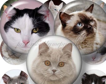 Cats, Digital Collage Sheet, 1 Inch Circles, Bottle Cap Images, Kittens, Instant, Digital Download, for Pendants, Cabochons, Magnets Jewelry