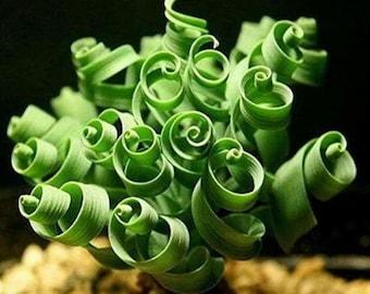 Sukkulenten Samen Mix - DIY Bonsai Pflanzen